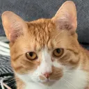 zeul_maurice