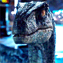 aceofraptors