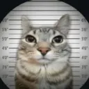 maximum_yt