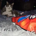 reaperdachiefer