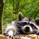 roosaraccoon