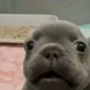 avatar Clowd VHS 🐸🍟