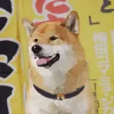 tofuchanzz