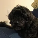ziggyp5