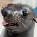 avatar CrooshyWooshy