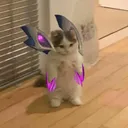 eckocat
