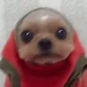 kutiyaaa