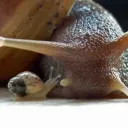 floub