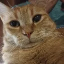tontondukteef
