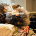 avatar BADKITTER