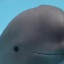Abinash's Avatar
