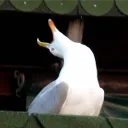 gravitek