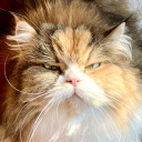 User icon