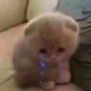 avatar =^._.^=