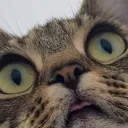 .zyie