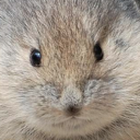 avatar knottedWaterfall