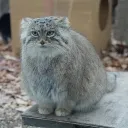 hexevillius