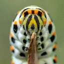 triturus