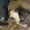 ornithorynk3