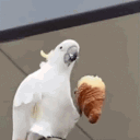 xenooh