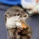 avatar 𝖘𝖙𝖗𝖆𝖓𝖌𝖊𝖗𝖘