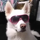 siberianhunter