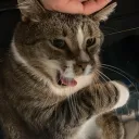tkoding