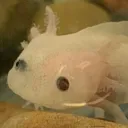 aliyaboi