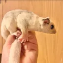 tupasulina