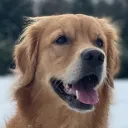 dogsoverpeople