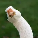 almighty_goose