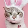 belgianbunny