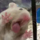 ffez
