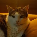 liboar