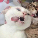 avatar 𝒳𝒶𝓃𝒶