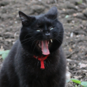 oli