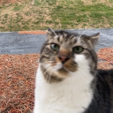 Discord Avatar
