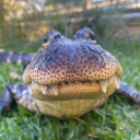 konkeeztador member profile picture