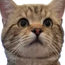 only_meow