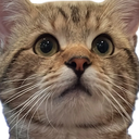 only_meow#0