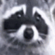 avatar fluffy raccoon