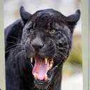 jaguar_trades
