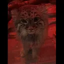 beckfuzz