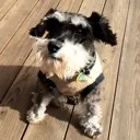 thewiseschnauzer