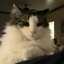 brisket__
