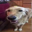 boaandarrows