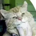 orangetabby_369
