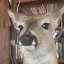 harrydeer