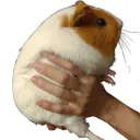lettuce.edu