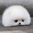 bratdog